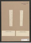 Synedra acus Kuetz. (de-Toni-Nr.: Genus 66, Species 2590) Zeichnungen Sammlung Grunow Nr. 5257 (NHMW-BOT-W0373636)